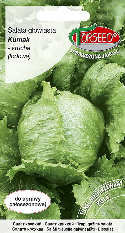 Sałata krucha (lodowa) Kumak