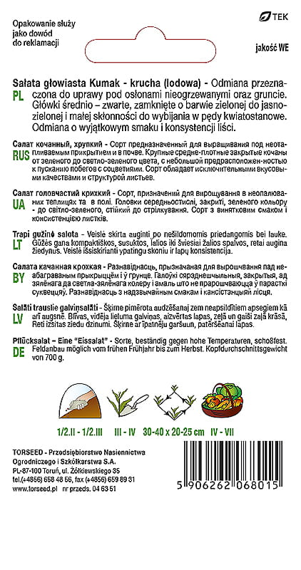 Sałata krucha (lodowa) Kumak